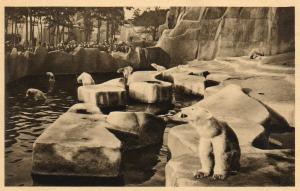 Le grand bassin des ours blancs