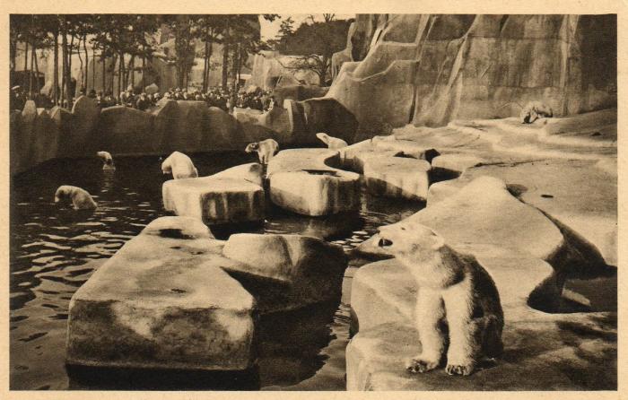 Le grand bassin des ours blancs