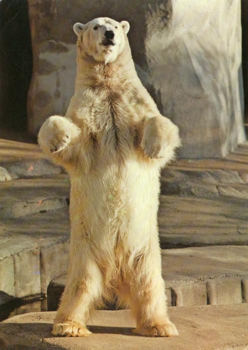 Ours Blanc (Régions Arctiques)