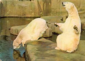 Ours Blanc (Régions Arctiques)