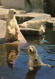 Ours Blanc (Régions Arctiques)