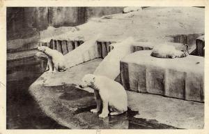 Les Ours Blancs - 1937