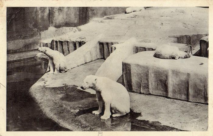 Les Ours Blancs - 1937