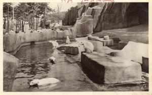 Les Ours blancs - 1938