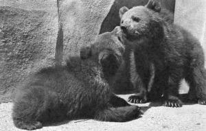 Ours bruns