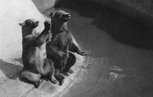 Un couple d'Ours bruns