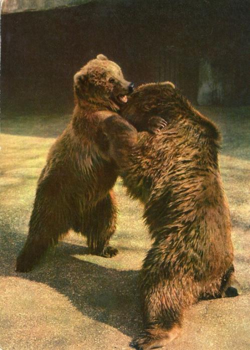 Ours Kodiak (Alaska)