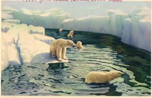 Le bassin des Ours blancs - 1938