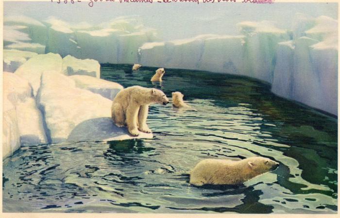 Le bassin des Ours blancs - 1938