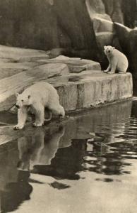 Ours blancs dans leur bassin