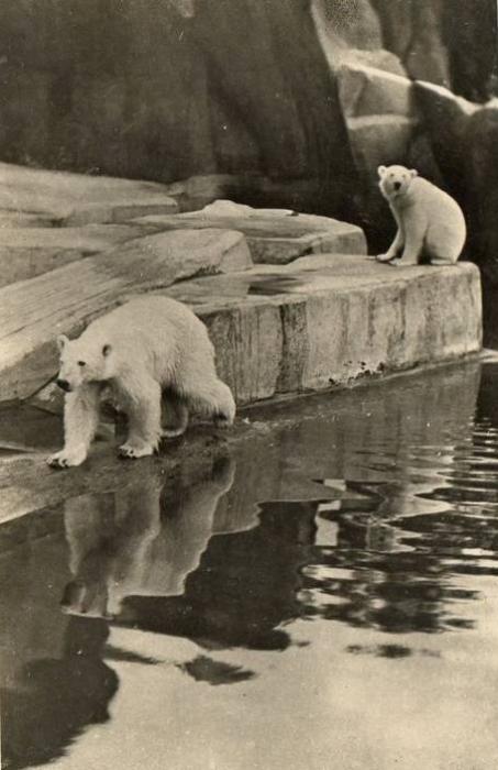Ours blancs dans leur bassin