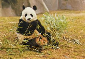 Grand Panda - 1984
