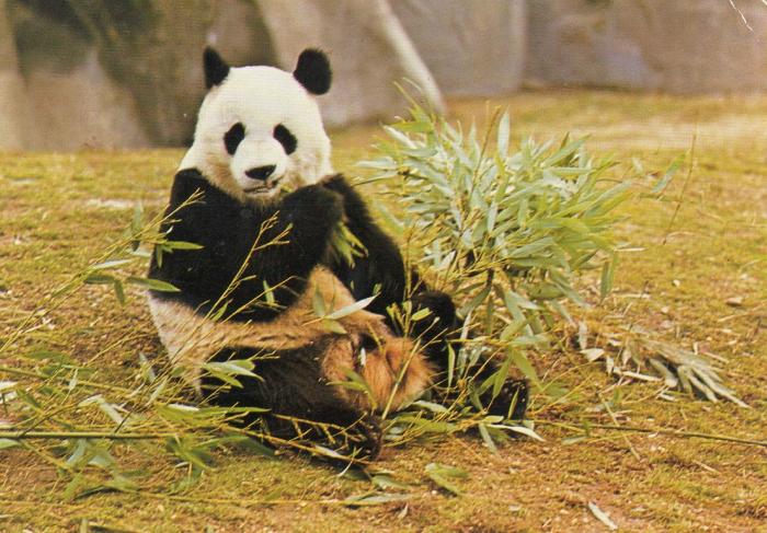 Grand Panda - 1984