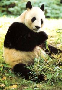 Grand Panda