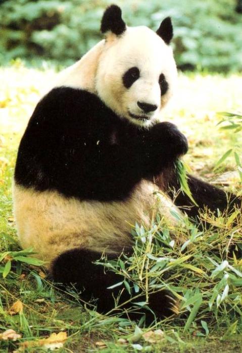Grand Panda