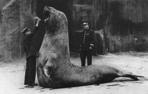 Le repas de l'Eléphant de mer - 1938