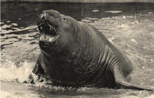 Eléphant de Mer