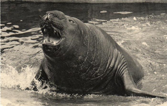 Eléphant de Mer