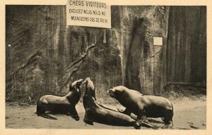 Les Otaries