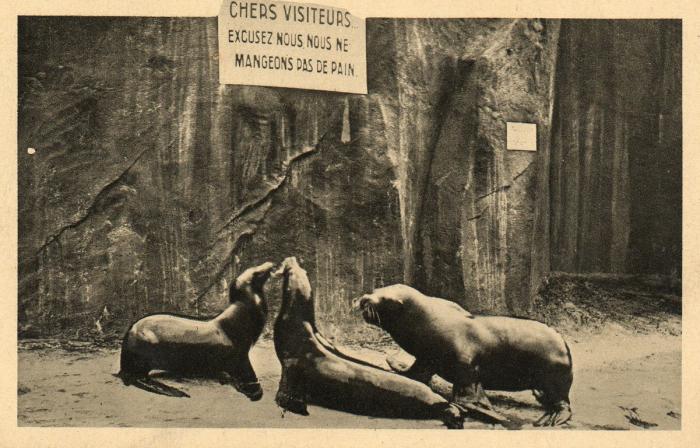 Les Otaries