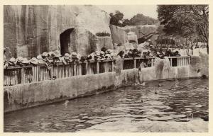 Bassin des Otaries