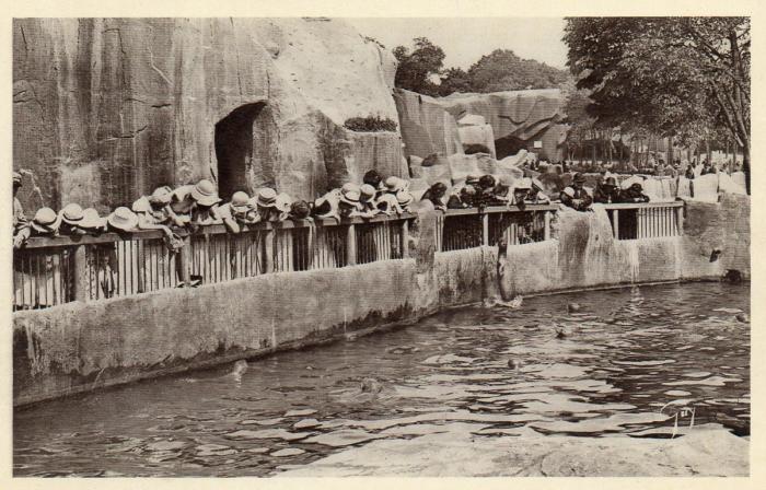 Bassin des Otaries