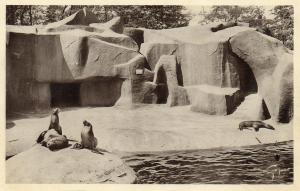 Les Otaries