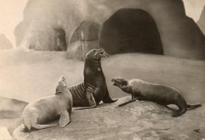 Otaries (Californie) Zolophus californicus