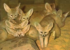 Fennec - Fennecus zerda (Sahara)