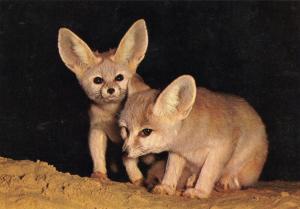 Fennec Fennecus zerda (Sahara) - 1970