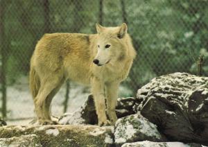 Loup du Mackensie (Amérique du Nord)