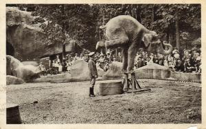 L'Eléphant équilibriste - 1946