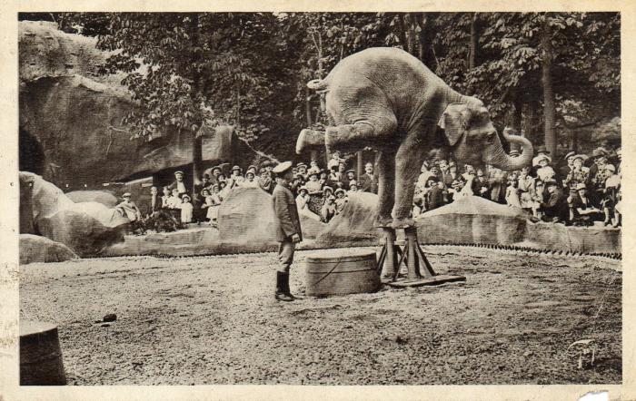 L'Eléphant équilibriste - 1946