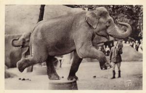 Les Eléphants au travail