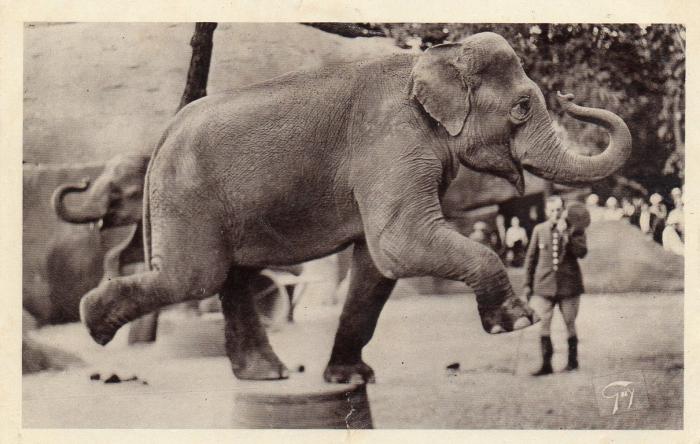 Les Eléphants au travail