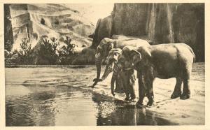 Plateau des Eléphants d'Asie - 1935