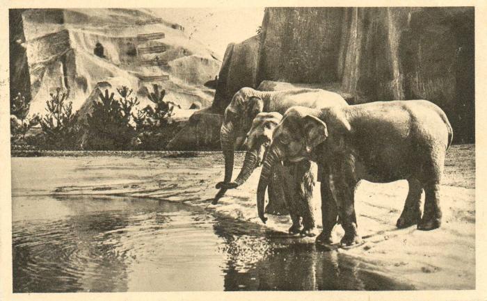 Plateau des Eléphants d'Asie - 1935