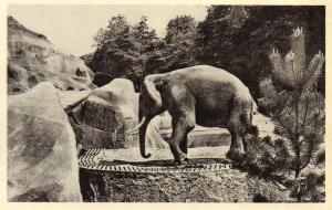 Eléphant mâle - 1934