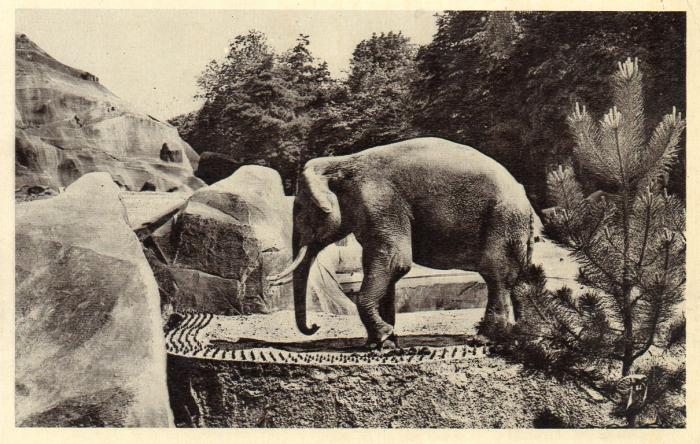 Eléphant mâle - 1934