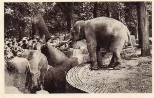 Eléphant mâle - 1935