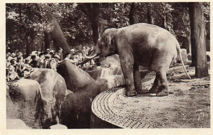 Eléphant mâle - 1935