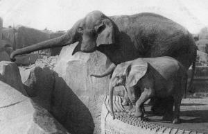Un Eléphant d'Asie femelle et "Micheline", Jeune Eléphant d'Afrique