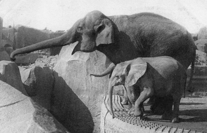 Un Eléphant d'Asie femelle et "Micheline", Jeune Eléphant d'Afrique