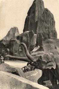 Eléphants d'Asie