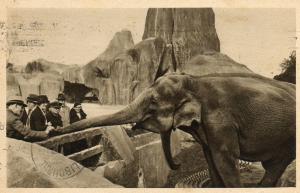 Les Eléphants d'Asie