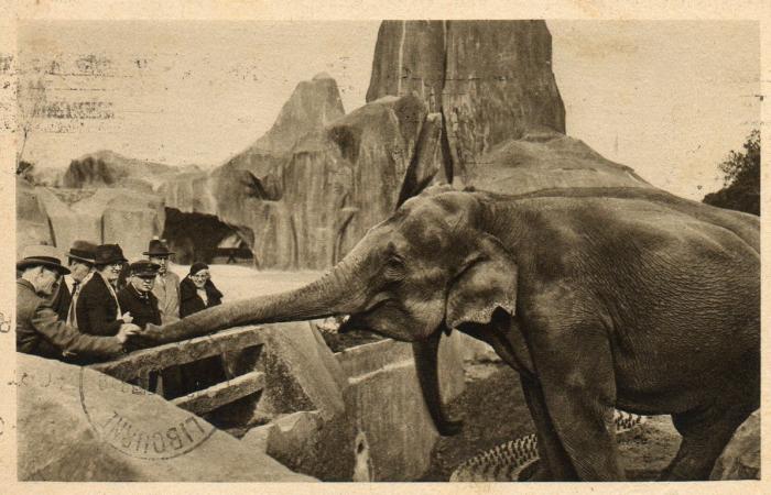 Les Eléphants d'Asie