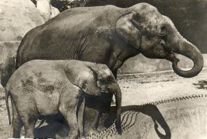 Un Eléphant d'Asie femelle et "Micheline", Jeune Eléphant d'Afrique