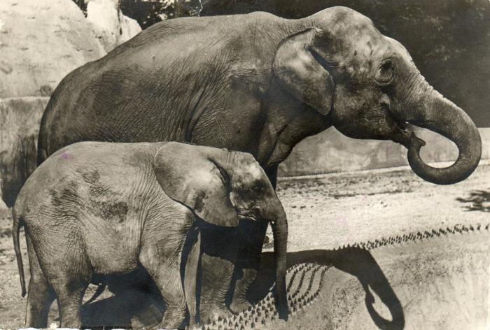 Un Eléphant d'Asie femelle et "Micheline", Jeune Eléphant d'Afrique
