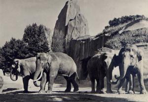 Eléphants d'Asie