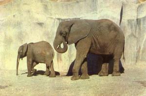 Eléphants - 1959